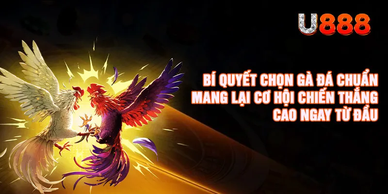Đá Gà U888 - Đam Mê Nuôi Gà Chiến Đến Cá Cược Live Kịch Tính 3 Bí quyết chọn gà đá chuẩn mang lại cơ hội chiến thắng cao ngay từ đầu