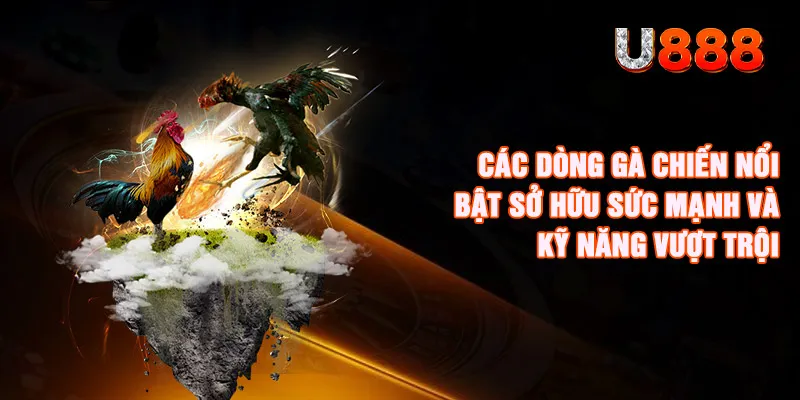 Đá Gà U888 - Đam Mê Nuôi Gà Chiến Đến Cá Cược Live Kịch Tính 2 Các dòng gà chiến nổi bật sở hữu sức mạnh và kỹ năng vượt trội